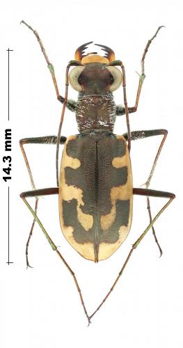 Réf. 245 558 : Cephalota litorea goudoti